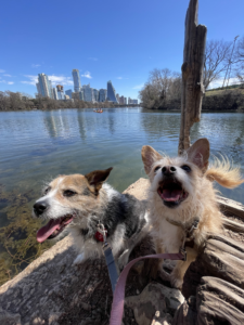 Two smallish terrier mutts, one brown and one black & white, in front of Lady Bird Lake and the Austin skyline behind them